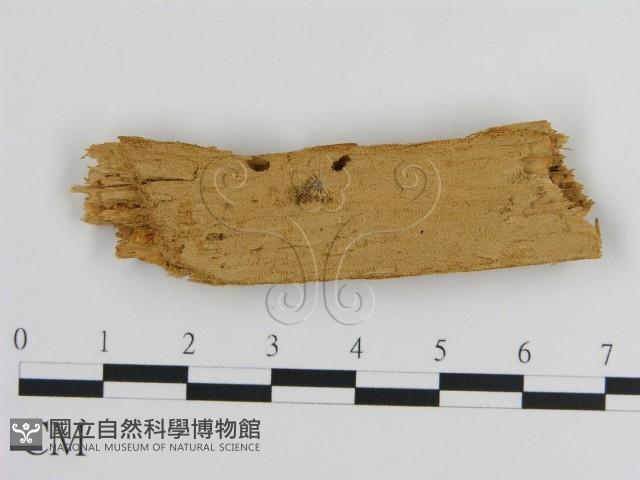 登錄號:F0016622藏品圖，第1張