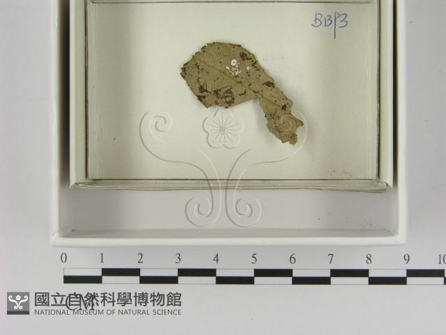 登錄號:F0021622藏品圖，第1張
