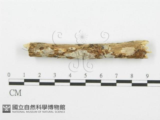 齒耳菌屬藏品圖，第1張