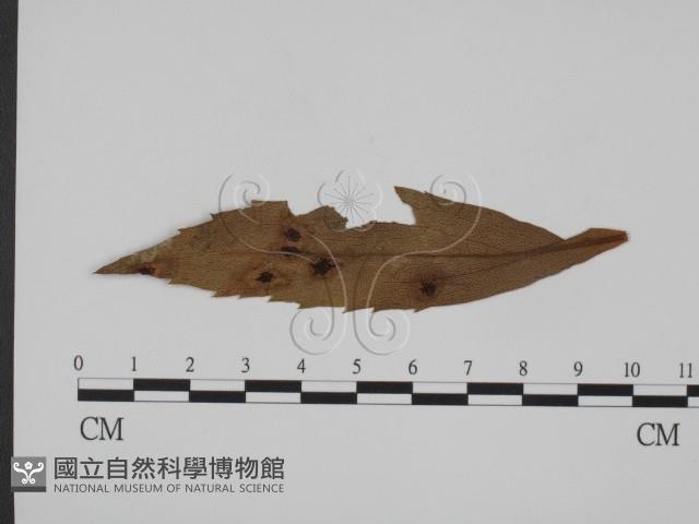 登錄號:F0011622藏品圖，第1張