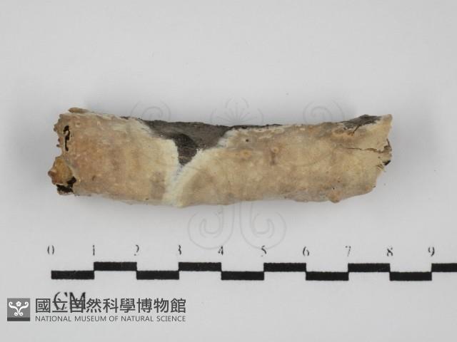 登錄號:F0031622藏品圖，第1張