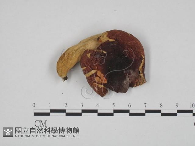 登錄號:F0024622藏品圖，第1張