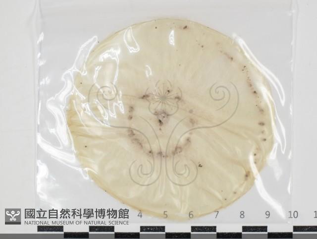 登錄號:F0034622藏品圖，第1張