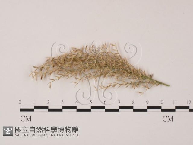 登錄號:F0022622藏品圖，第1張