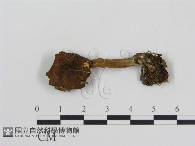 登錄號:F0002622藏品圖，第1張