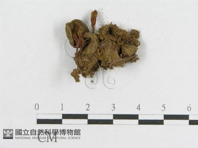 登錄號:F0012622藏品圖，第1張