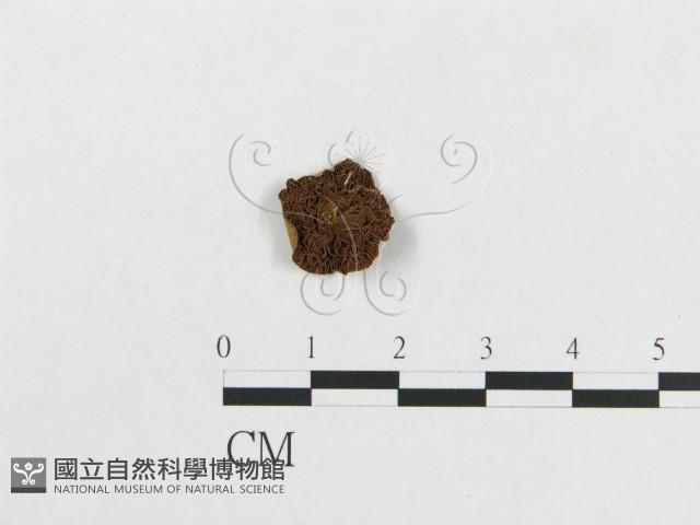 登錄號:F0007622藏品圖，第1張