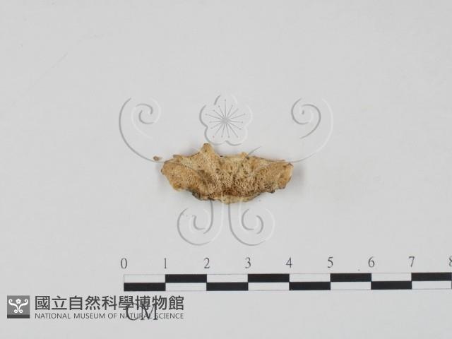 登錄號:F0017622藏品圖，第1張