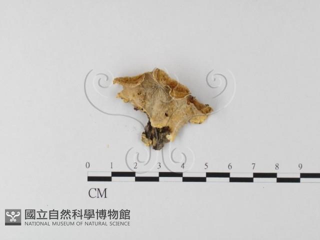 登錄號:F0025622藏品圖，第1張