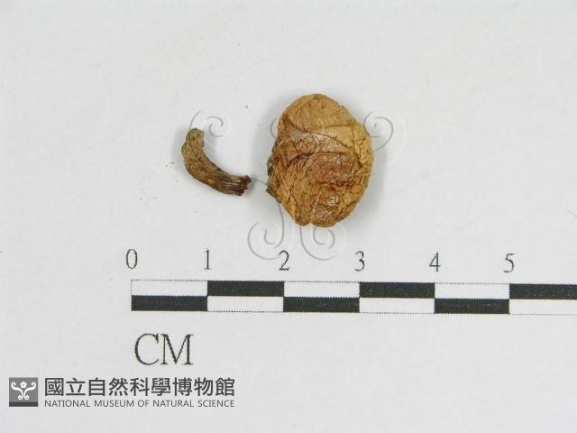 登錄號:F0005622藏品圖，第1張