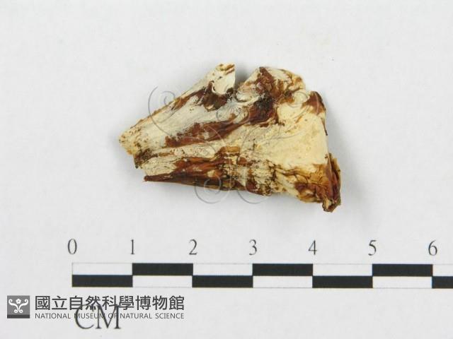 登錄號:F0009622藏品圖，第1張