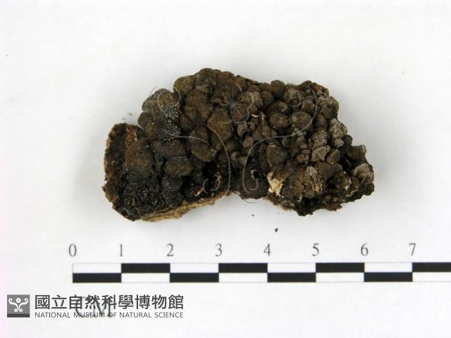 登錄號:F0019622藏品圖，第1張