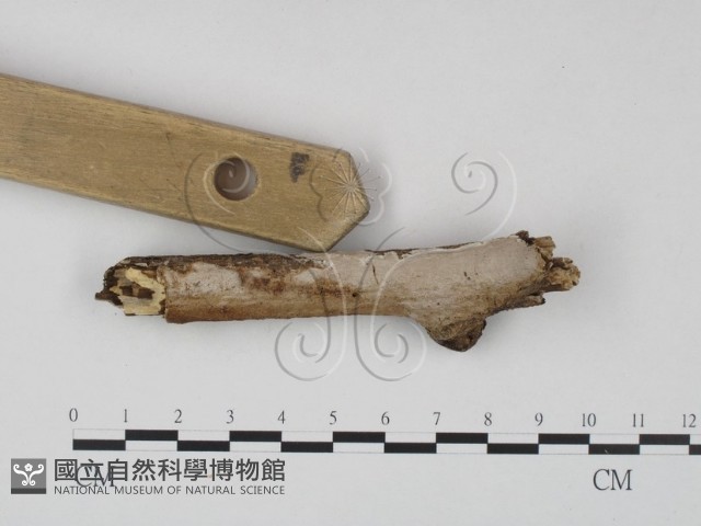 刺皮菌屬藏品圖，第1張