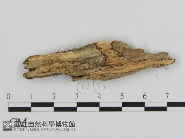 登錄號:F0003622藏品圖，第1張