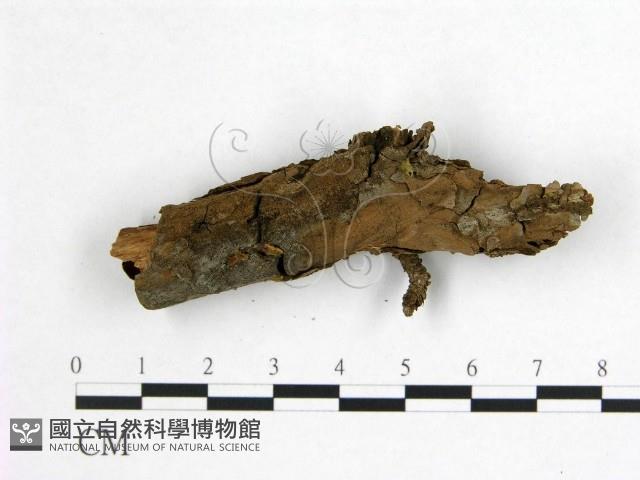 登錄號:F0013622藏品圖，第1張