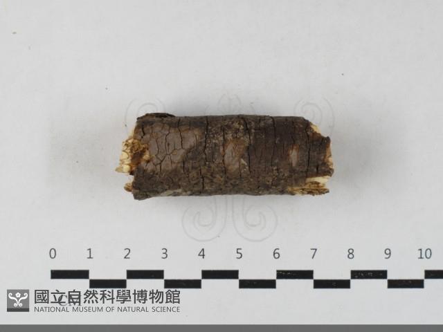 刺革菌屬藏品圖，第1張