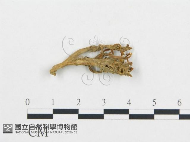 登錄號:F0008422藏品圖，第1張