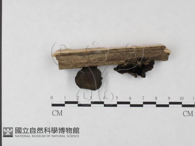 登錄號:F0020422藏品圖，第1張