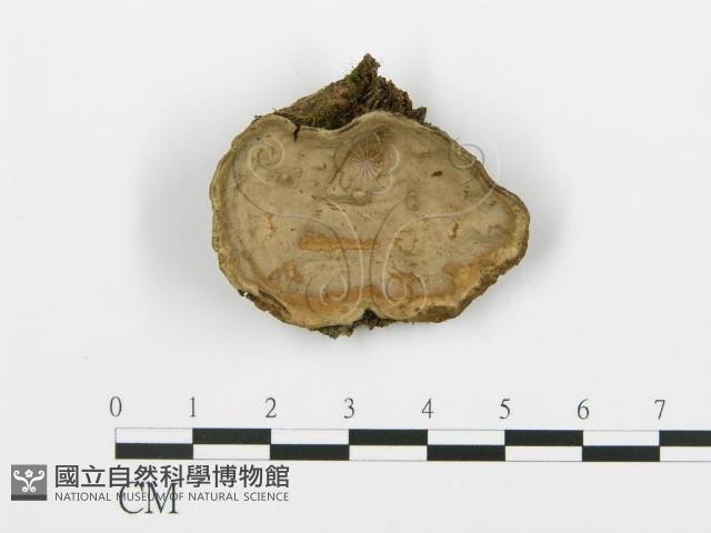 登錄號:F0000422藏品圖，第1張