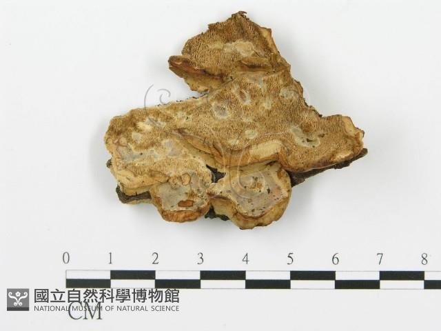 登錄號:F0006422藏品圖，第1張