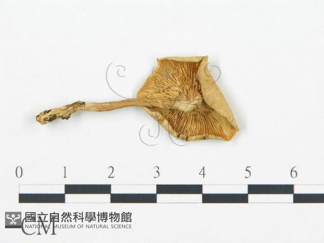 登錄號:F0016422藏品圖，第1張