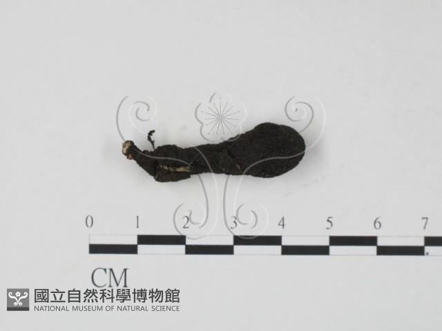 登錄號:F0021422藏品圖，第1張