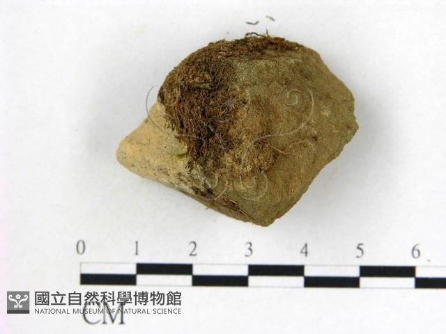 登錄號:F0001422藏品圖，第1張