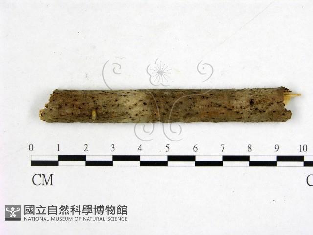 登錄號:F0011422藏品圖，第1張