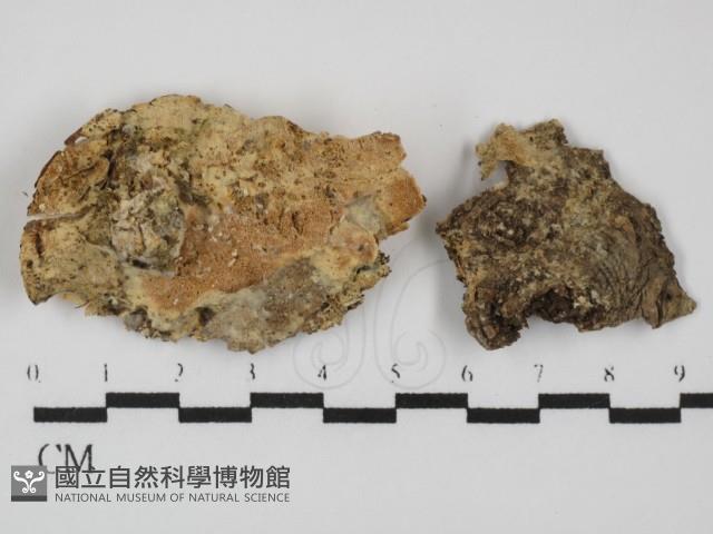 登錄號:F0031422藏品圖，第1張