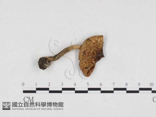 登錄號:F0024422藏品圖，第1張