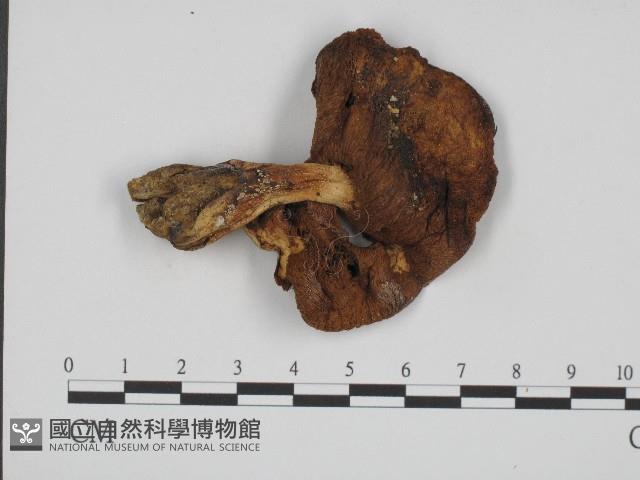 登錄號:F0004422藏品圖，第1張