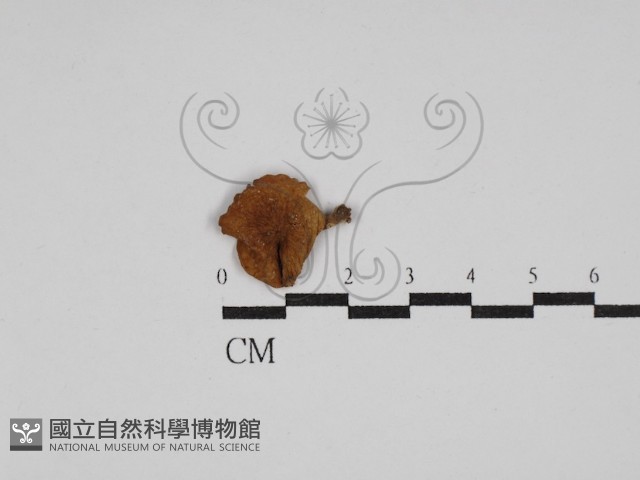 登錄號:F0014422藏品圖，第1張