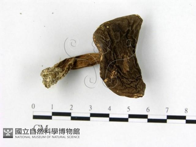登錄號:F0022422藏品圖，第1張