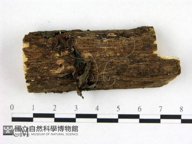 木耳屬藏品圖，第1張