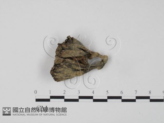 棕色革菌藏品圖，第1張
