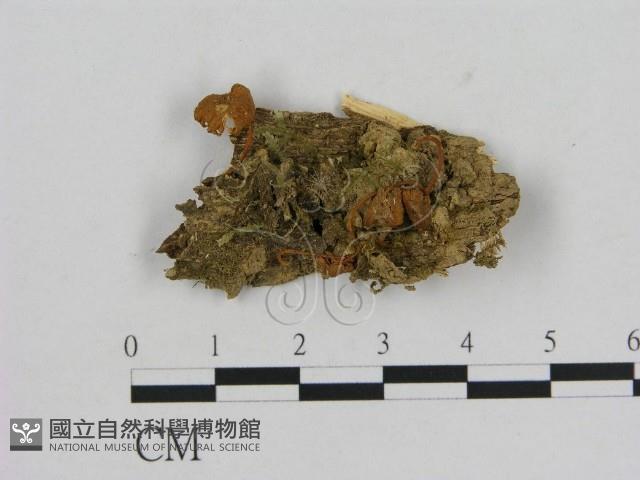 小菇屬藏品圖，第1張