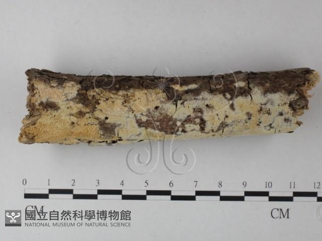 絲齒菌屬藏品圖，第1張