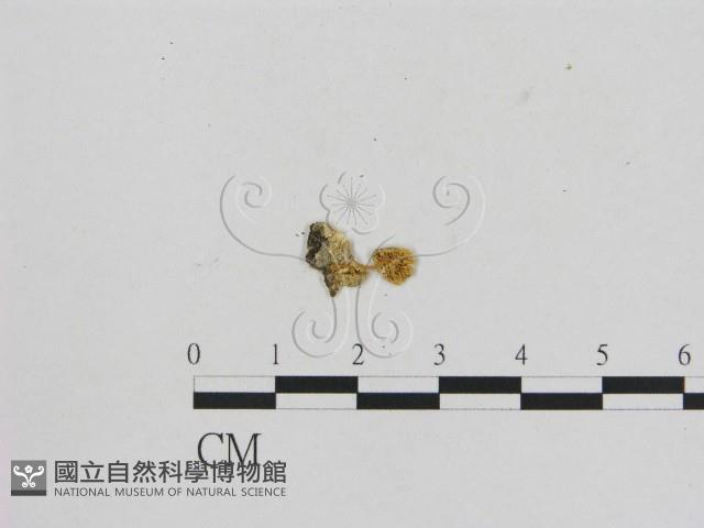 小菇屬藏品圖，第1張