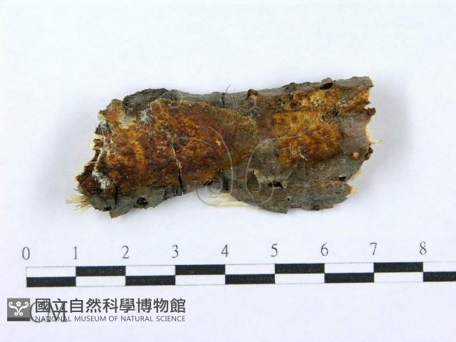 射脈菌屬藏品圖，第1張