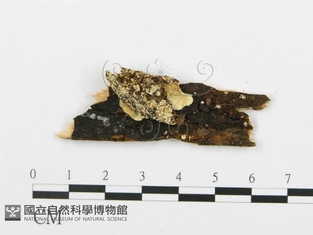 登錄號:F0009422藏品圖，第1張