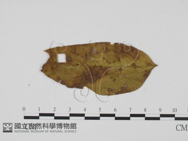 登錄號:F0019422藏品圖，第1張