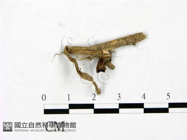 登錄號:F0023422藏品圖，第1張