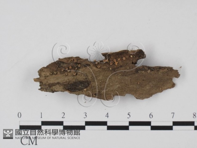 登錄號:F0003422藏品圖，第1張