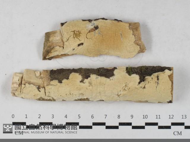 登錄號:F0033422藏品圖，第1張