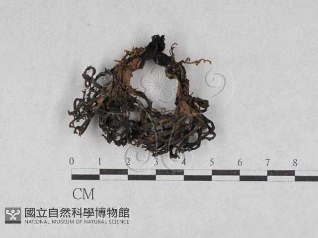 登錄號:F0028722藏品圖，第1張