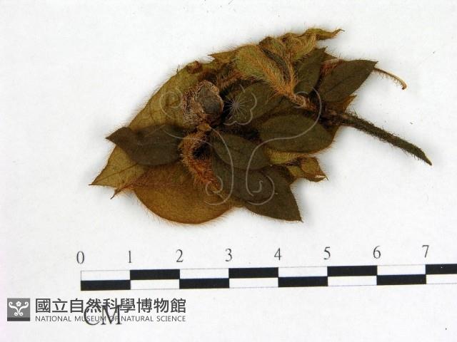 登錄號:F0020722藏品圖，第1張