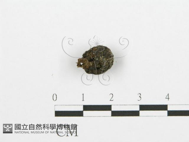 登錄號:F0000722藏品圖，第1張