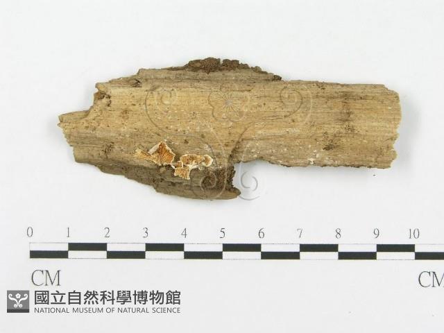 登錄號:F0010722藏品圖，第1張