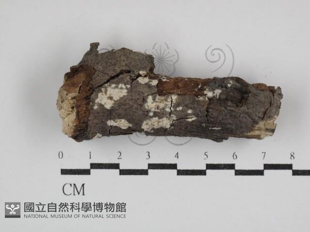 登錄號:F0030722藏品圖，第1張