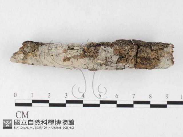 登錄號:F0026722藏品圖，第1張
